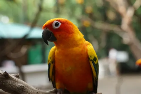 南国の鳥 4K壁紙 · animals · 3840×2560