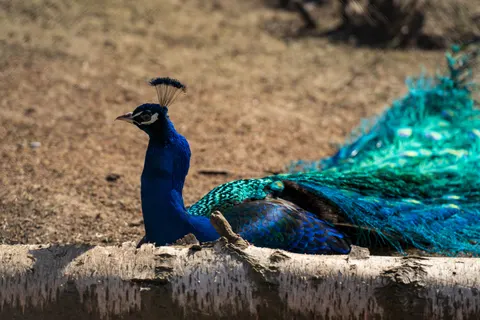 Peacock 4K Wallpaper · animals · 3840×2560
