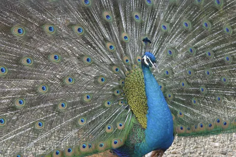 Peacock 4K Wallpaper · animals · 3840×2560
