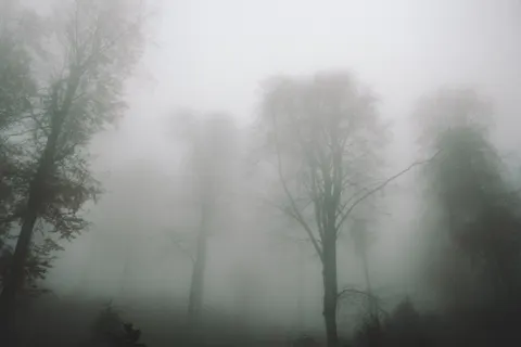 Foggy Forest 4K Wallpaper · nature · 3840×2560