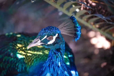 Peacock 4K Wallpaper · animals · 3840×2561