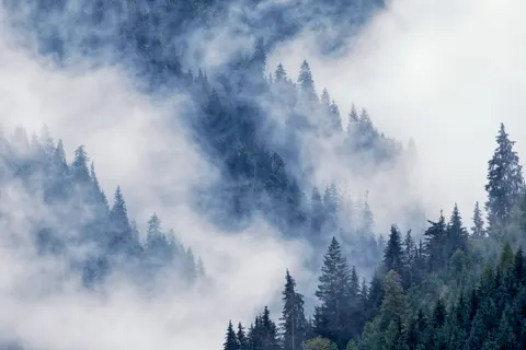 Fondo de pantalla Bosque con niebla 4K · nature · 3840×2560