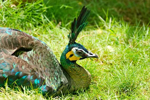 Peacock 4K Wallpaper · animals · 3840×2561