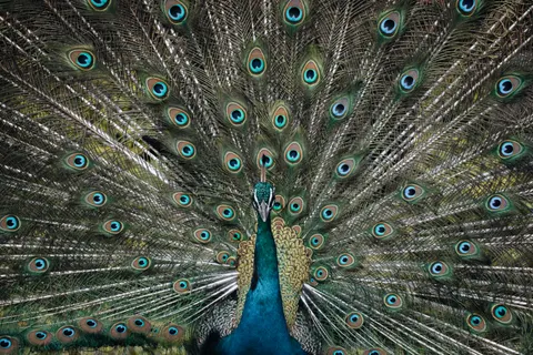 Sfondo Pavone 4K · animals · 3840×2560