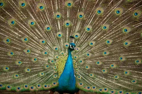Peacock 4K Wallpaper · animals · 3840×2560