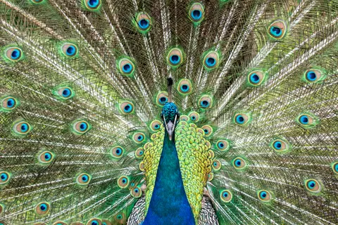 Fondo de pantalla Pavo Real 4K · animals · 3840×2560
