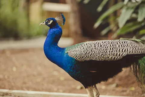 Peacock 4K Wallpaper · animals · 3840×2560