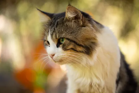 Fond d'écran Chat 4K · animals · 3840×2561