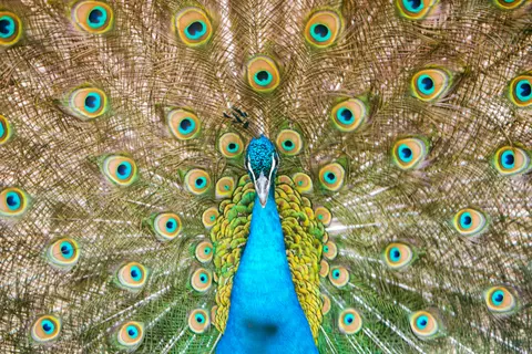 Fondo de pantalla Pavo Real 4K · animals · 3840×2560