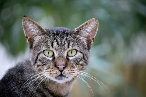 猫咪 4K壁纸 · animals · 3840×2560