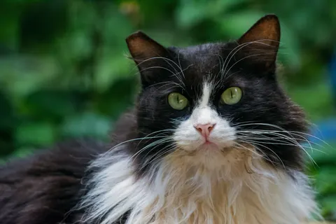 Fond d'écran Chat 4K · animals · 3840×2560