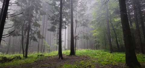 안개 낀 숲 4K 배경화면 · nature · 3840×1791
