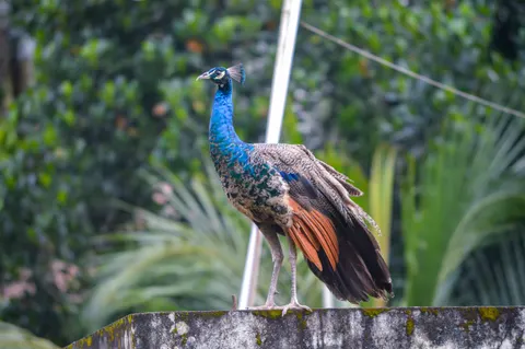 Peacock 4K Wallpaper · animals · 3840×2553