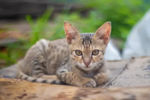 Fondo de pantalla Gato 4K · animals · 3840×2560