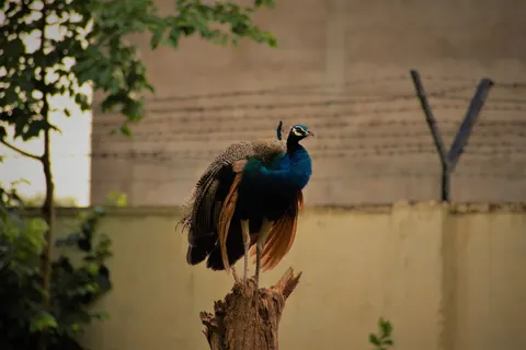 Peacock 4K Wallpaper · animals · 3840×2563