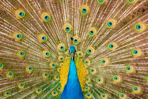 Peacock 4K Wallpaper · animals · 3840×2560
