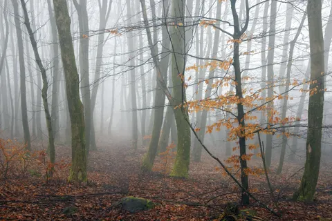 Foggy Forest 4K Wallpaper · nature · 3840×2561