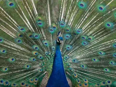 Peacock 4K Wallpaper · animals · 3840×2880