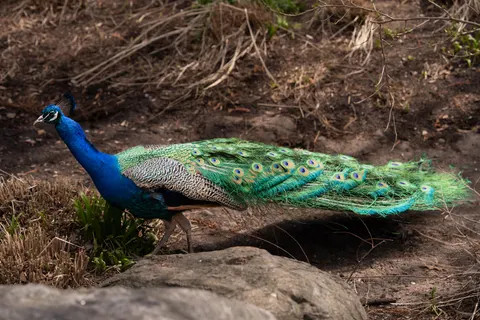 Peacock 4K Wallpaper · animals · 3840×2560