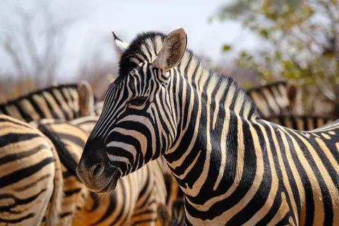 ज़ेब्रा 4K वॉलपेपर · animals · 3840×2560