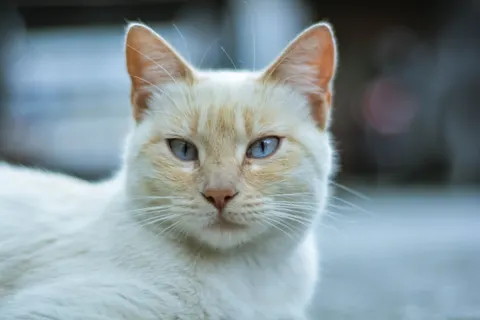Fondo de pantalla Gato 4K · animals · 3840×2560