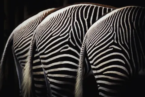斑馬 4K桌布 · animals · 3840×2560