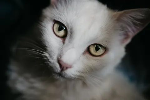 Papel de parede Gato 4K · animals · 3840×2560