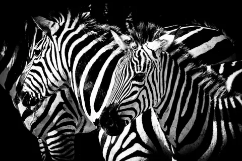 ज़ेब्रा 4K वॉलपेपर · animals · 3840×2560