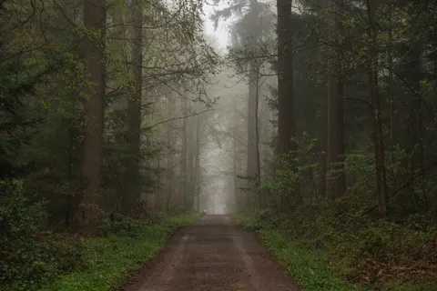 Foggy Forest 4K Wallpaper · nature · 3840×2560