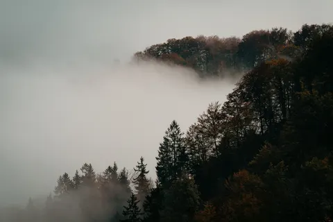 Foggy Forest 4K Wallpaper · nature · 3840×2561