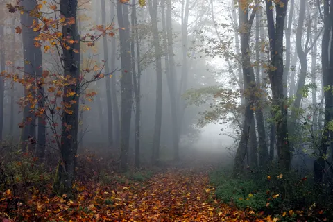 Foggy Forest 4K Wallpaper · nature · 3840×2561