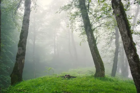 Fondo de pantalla Bosque con niebla 4K · nature · 3840×2560