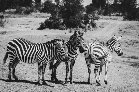 ज़ेब्रा 4K वॉलपेपर · animals · 3840×2560