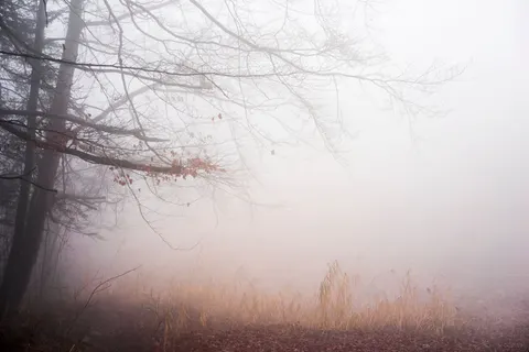 Обои Туманный лес 4K · nature · 3840×2563