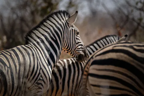 ज़ेब्रा 4K वॉलपेपर · animals · 3840×2560
