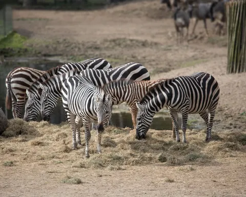 ज़ेब्रा 4K वॉलपेपर · animals · 3840×3072