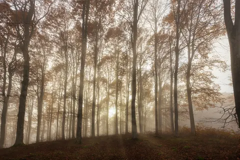 Fondo de pantalla Bosque con niebla 4K · nature · 3840×2560