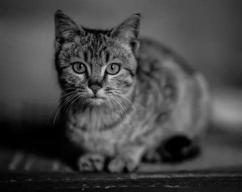Cat 4K Wallpaper · animals · 3840×3059