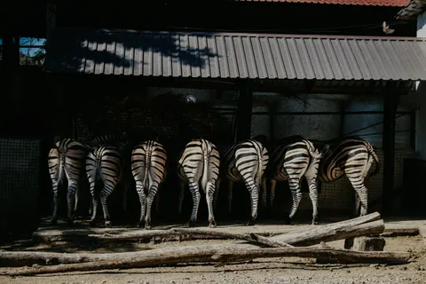 ज़ेब्रा 4K वॉलपेपर · animals · 3840×2560