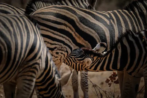 ज़ेब्रा 4K वॉलपेपर · animals · 3840×2560