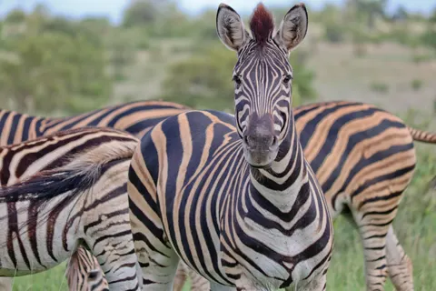 ज़ेब्रा 4K वॉलपेपर · animals · 3840×2560