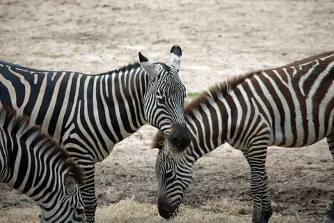 ज़ेब्रा 4K वॉलपेपर · animals · 3840×2560