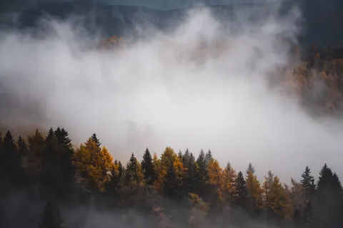 Foggy Forest 4K Wallpaper · nature · 3840×2560