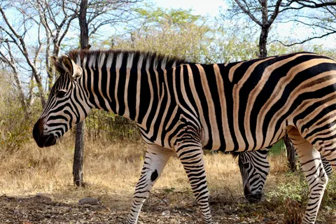 ज़ेब्रा 4K वॉलपेपर · animals · 3840×2560