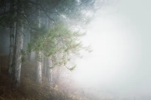 Обои Туманный лес 4K · nature · 3840×2560