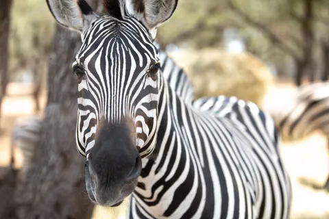 ज़ेब्रा 4K वॉलपेपर · animals · 3840×2560