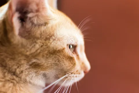 Fondo de pantalla Gato 4K · animals · 3840×2560