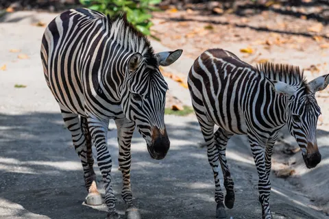 ज़ेब्रा 4K वॉलपेपर · animals · 3840×2560