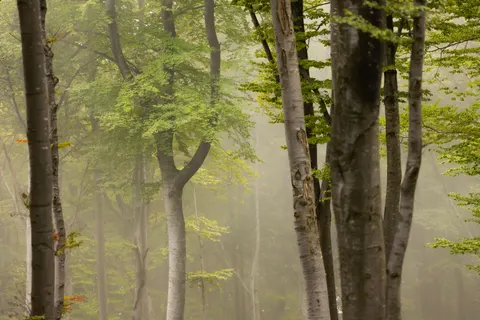 안개 낀 숲 4K 배경화면 · nature · 3840×2560