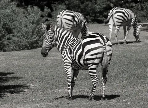 ज़ेब्रा 4K वॉलपेपर · animals · 3840×2792